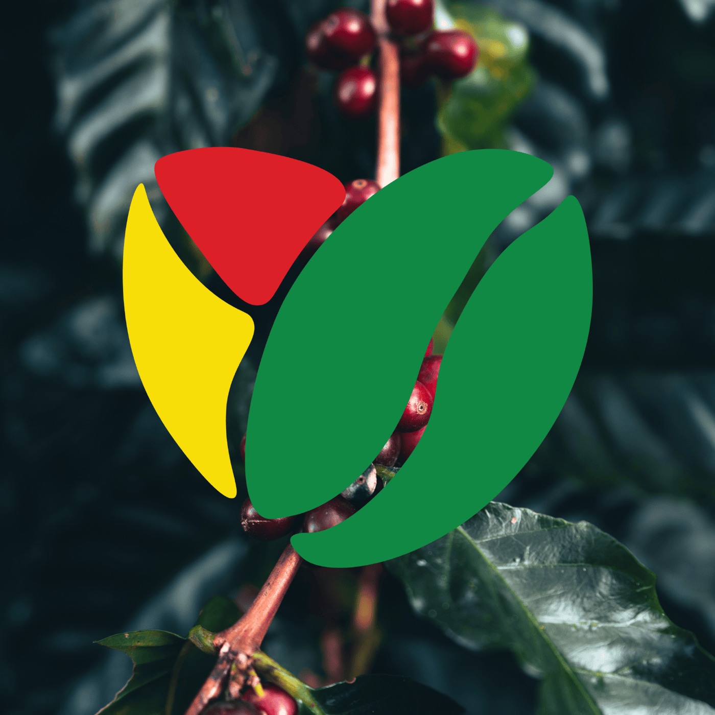 Addisuna Coffee Co.